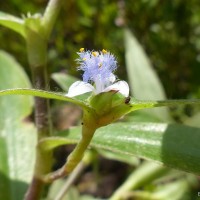 Cyanotis villosa (Spreng.) Schult. & Schult.f.